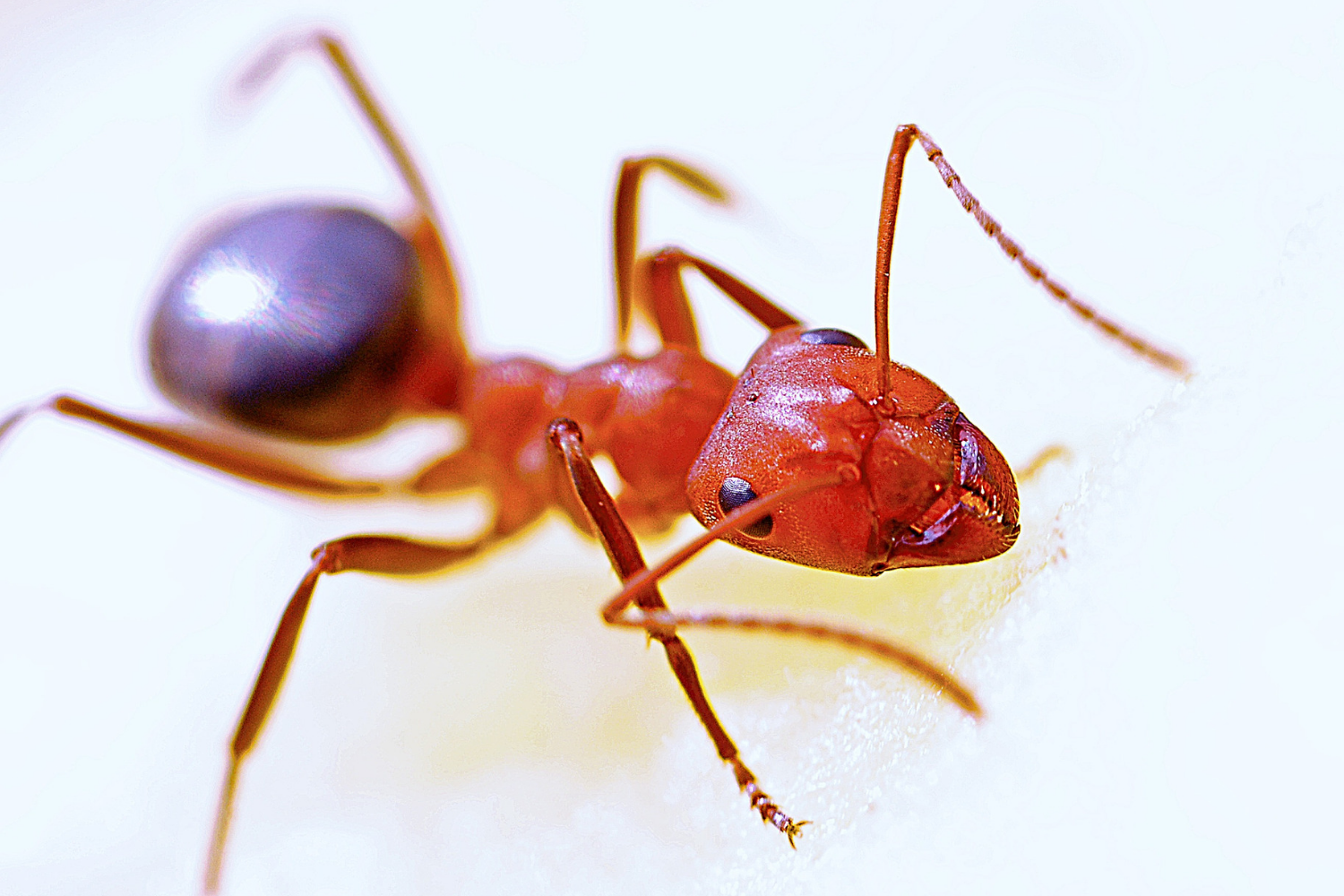 Ant Removal Pest Kings Wildlife And Pest Control