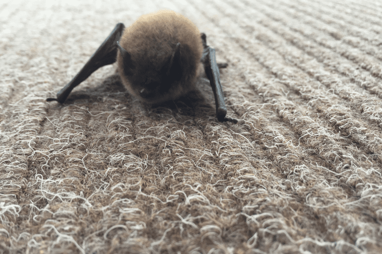 Bat removal service Alliston