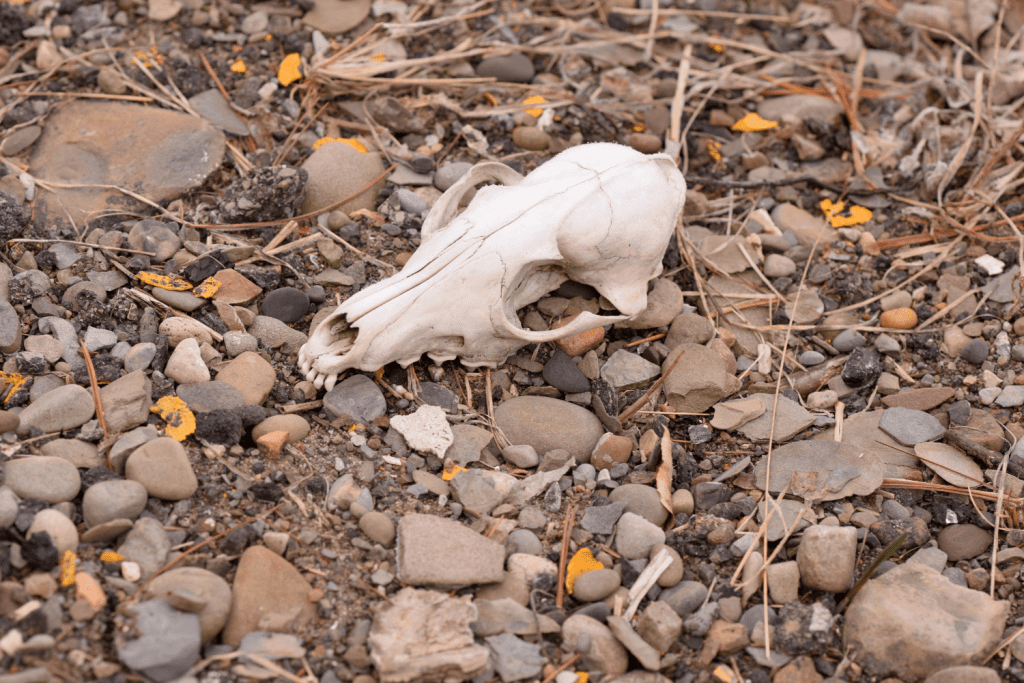 Deceased Wildlife Removal Pest Kings Wildlife And Pest Control