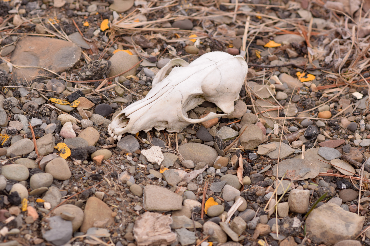 Deceased Dead Animal Removal Services