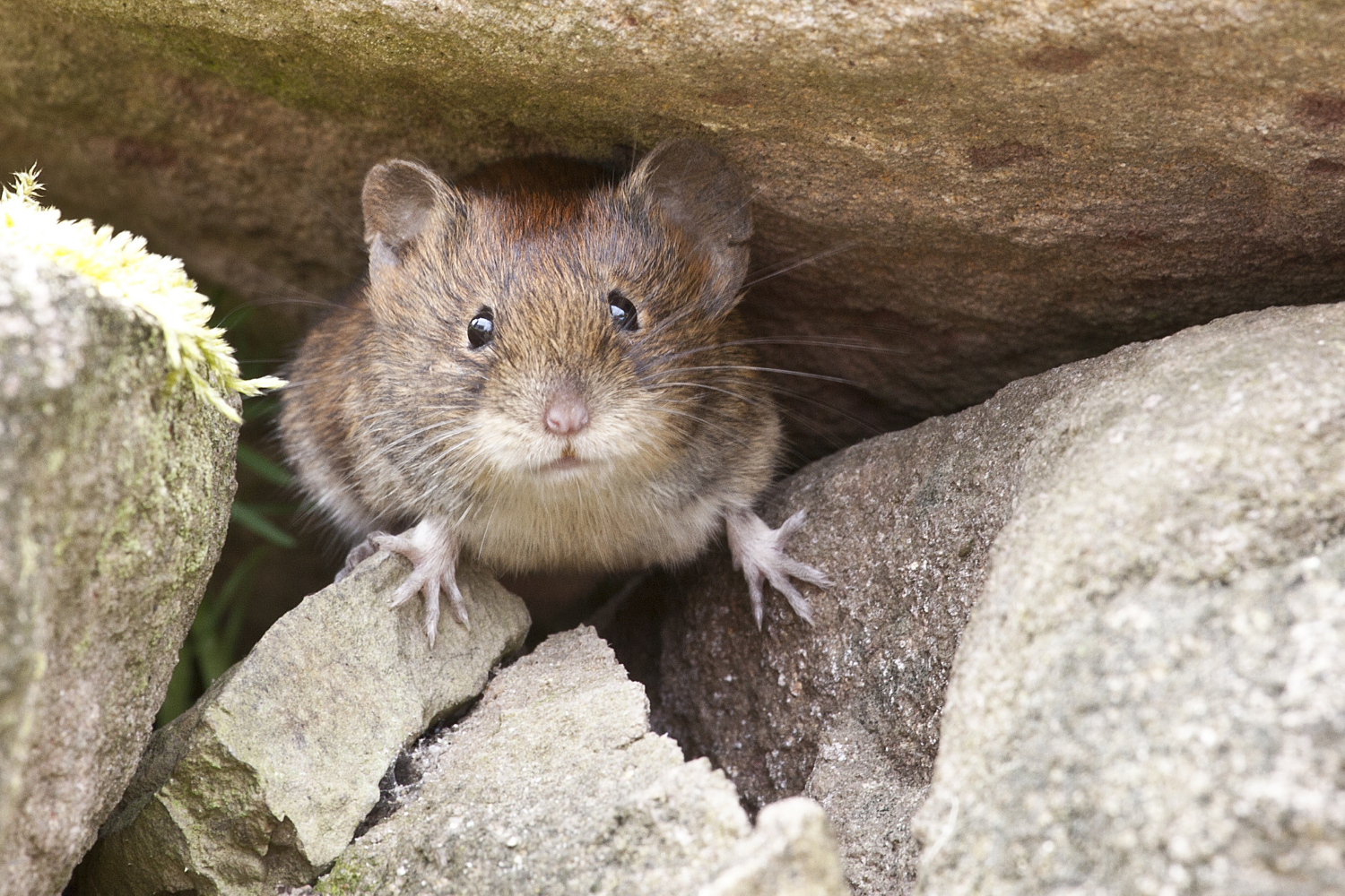 Mouse & Rat Removal