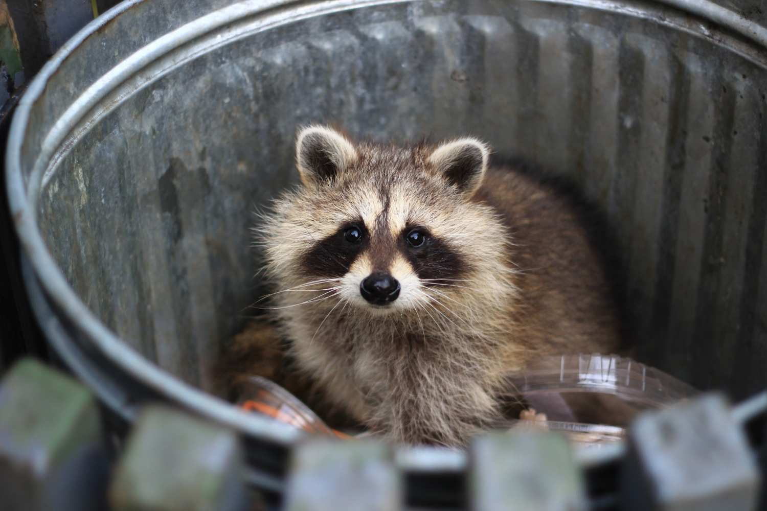 raccoon in garbage can