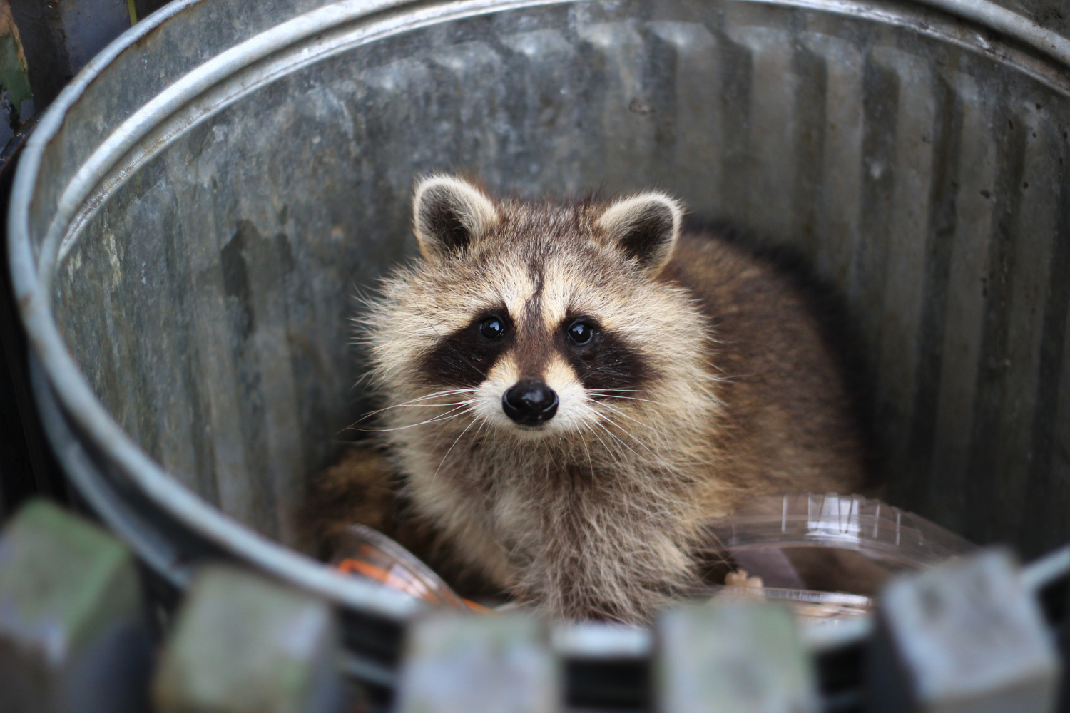 Raccoon Removal