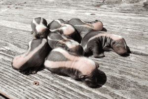 baby skunks