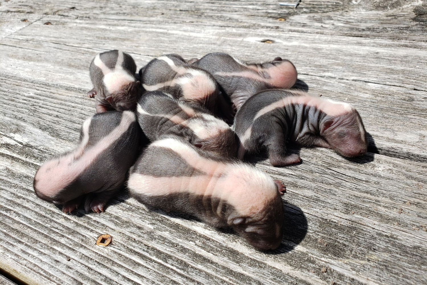 Skunk Removal