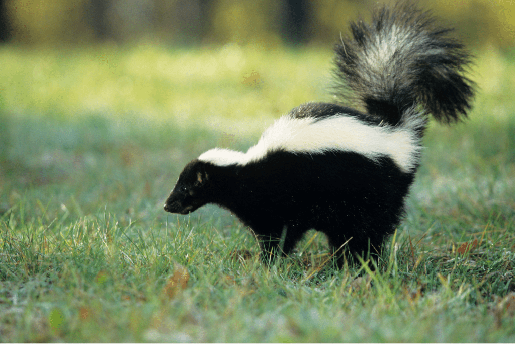 Skunk Removal - Pest Kings Wildlife And Pest Control
