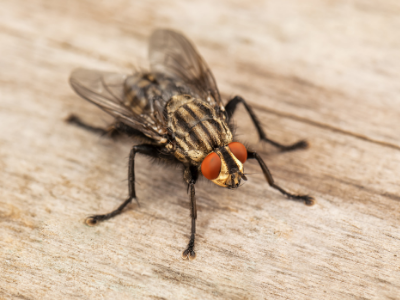 Fly Treatments