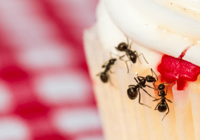 10 Tips To Keep Ants Out – Ant Removal Aftercare