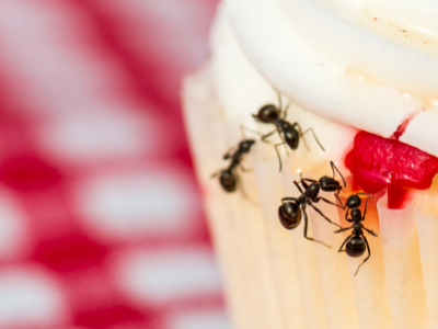 10 Tips To Keep Ants Out – Ant Removal Aftercare