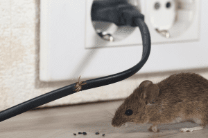 Mouse with mouse droppings and damage to wire