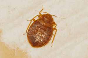 adult bed bug