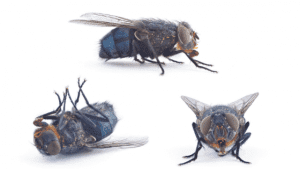 cluster flies