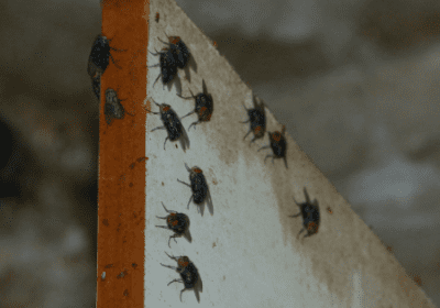 How To Get Rid of Cluster Flies: Cluster Fly Removal Recommendations