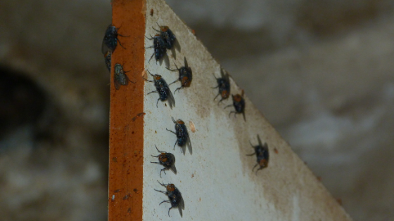 How To Get Rid of Cluster Flies: Cluster Fly Removal Recommendations